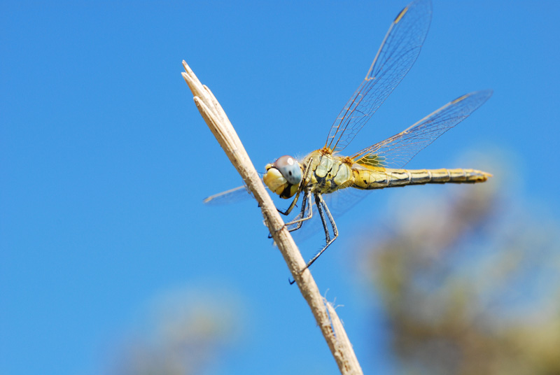 Sympetrum? - Sympetrum fonscolombei (femmina)